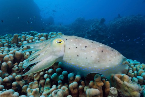 Broad lump squid