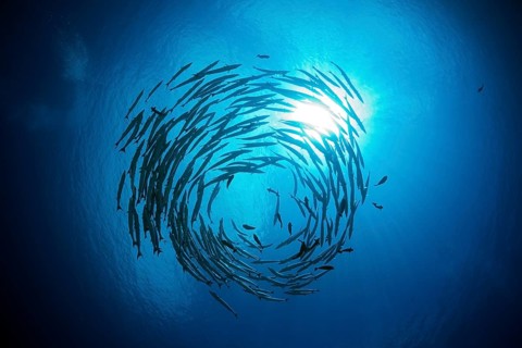 Shoal of darkfin barracudas