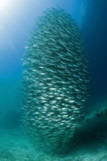 Shoal of ox-eye mackerel