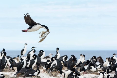 Sealion Island