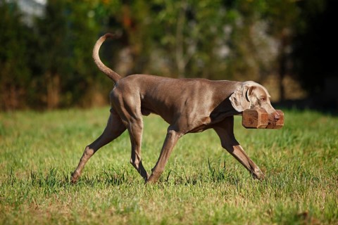 Weimaraner with a dog toy in his mouth