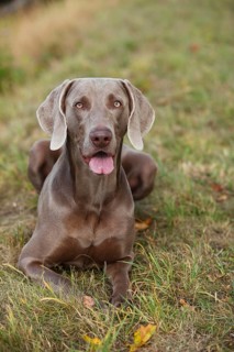 Weimaraner