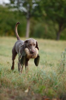 Weimaraner