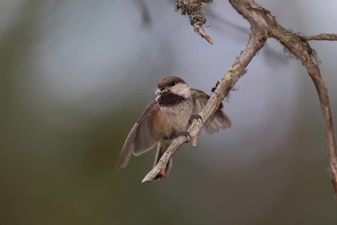 Grey-headed Chickadee