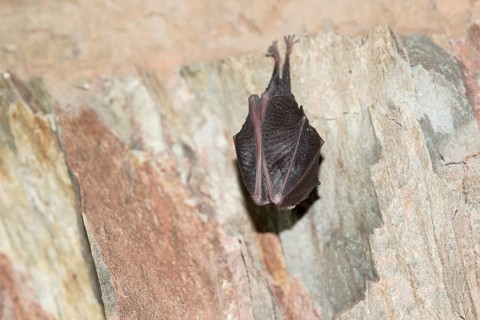 Lesser horseshoe bat