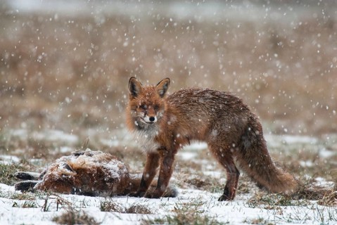 Fox