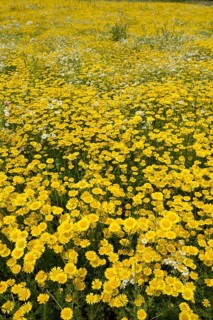 Chamomile
