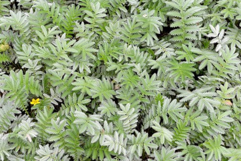 Goose cinquefoil