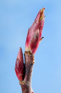 Flowering currant