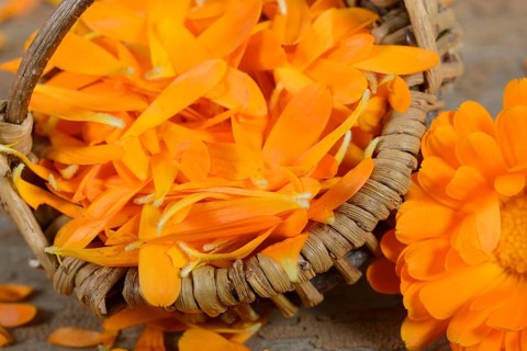 Marigold