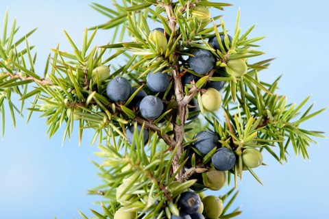 Juniper berries