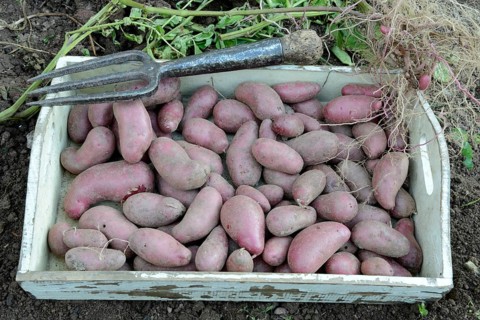 Potatoes