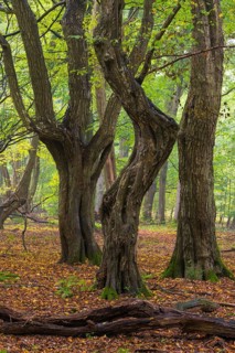 Jungle Baumweg
