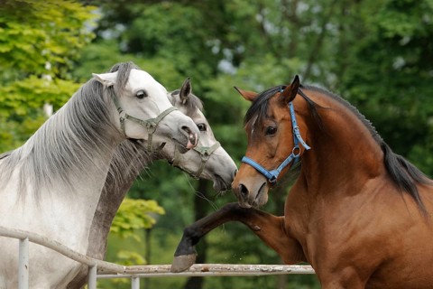 Arabian thoroughbred