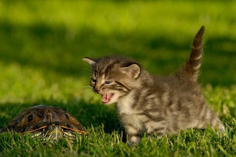 Tabby kitten hisses at a turtle