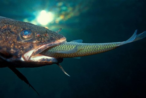Eelpout eats roach