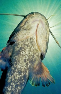 Wels catfish