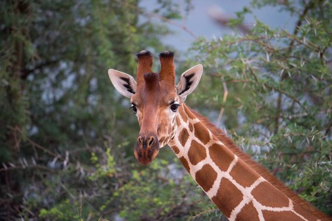 Reticulated giraffe