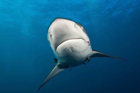 Blacktip Shark