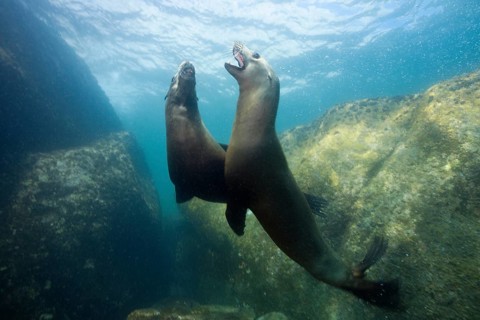California sea lions