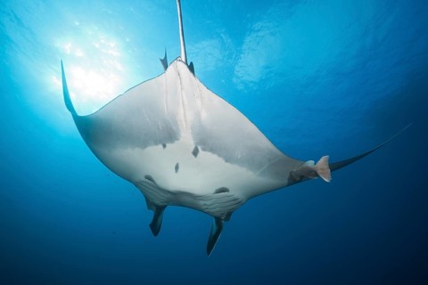Manta
