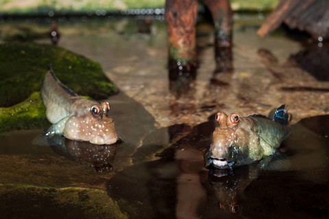 Mudskipper