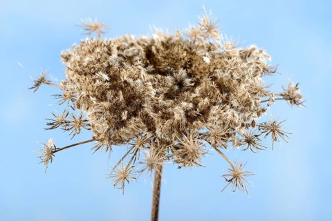 Wild carrot