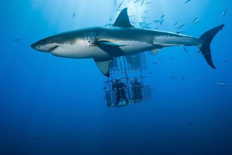 Cage diving with great white shark