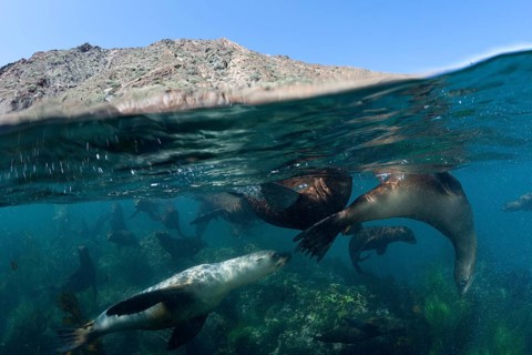 California sea lions