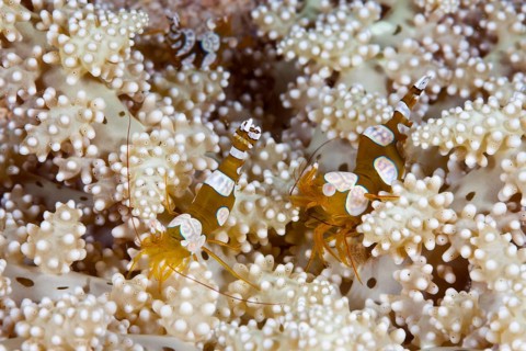 Pair of stool shrimp