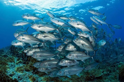 Shoal of bigeye spiny dogfish