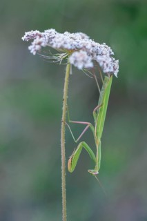 Praying mantis