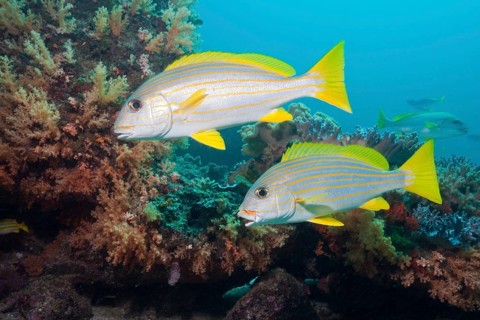 Celebes sweetlips