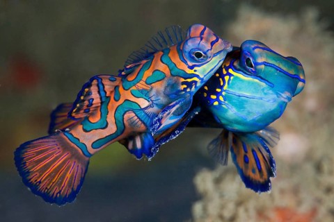 Mating mandarin fish