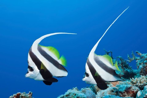 Pair of bannerfish