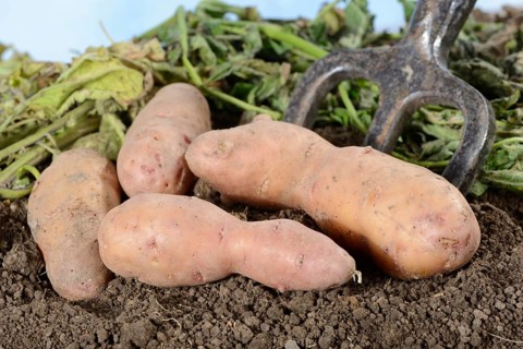 Potatoes