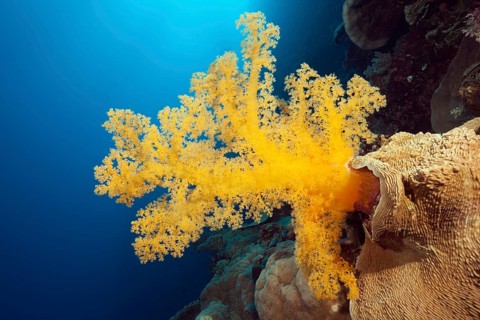 Yellow soft coral