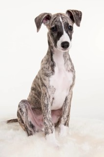 Whippet