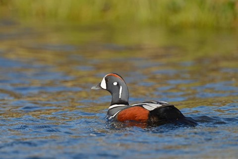 Harlequin duck