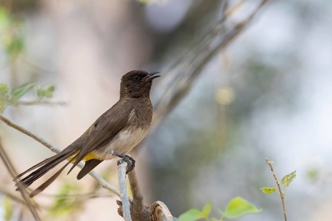 Dark-capped Bulbul