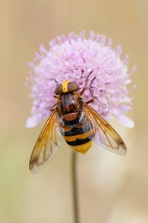 Hornet Mimic Hoverfly