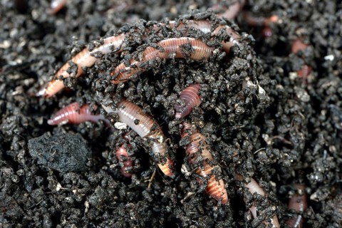 Giant Redworms