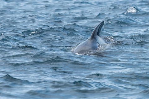 Long-finned pilot whale