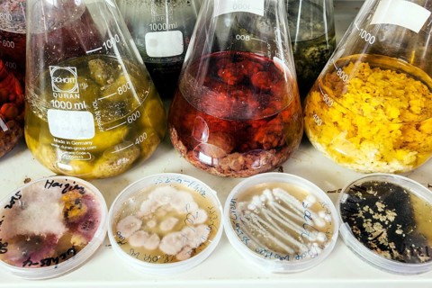 Samples with fungi in the fungus room at the Institute for Pharmaceutical Biology and Biotechnology of the Heinrich-Heine-University Duesseldorf