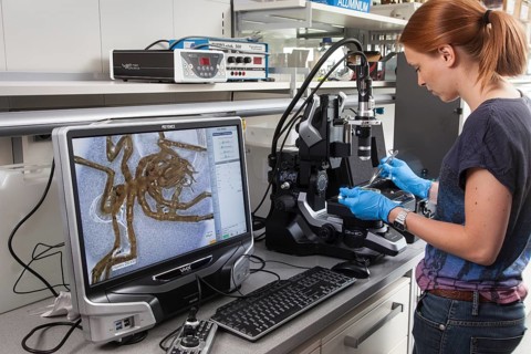 Biologist of the research group Aquatic Ecosystems at the microscope