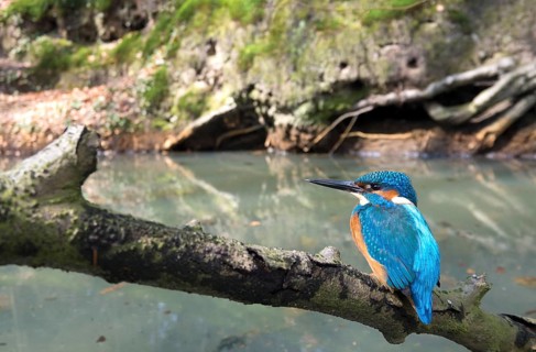 Common kingfisher