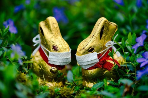 Two chocolate Easter bunnies with mouth guards