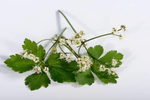 Sanicula