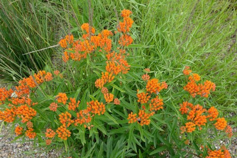 Butterfly weed