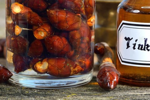 Production of chestnut bud tincture